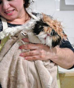 Peony is bathed in the same way, with lukewarm water and special pet shampoo. After her bath, Peony is quickly wrapped in a large terry towel to absorb more water.