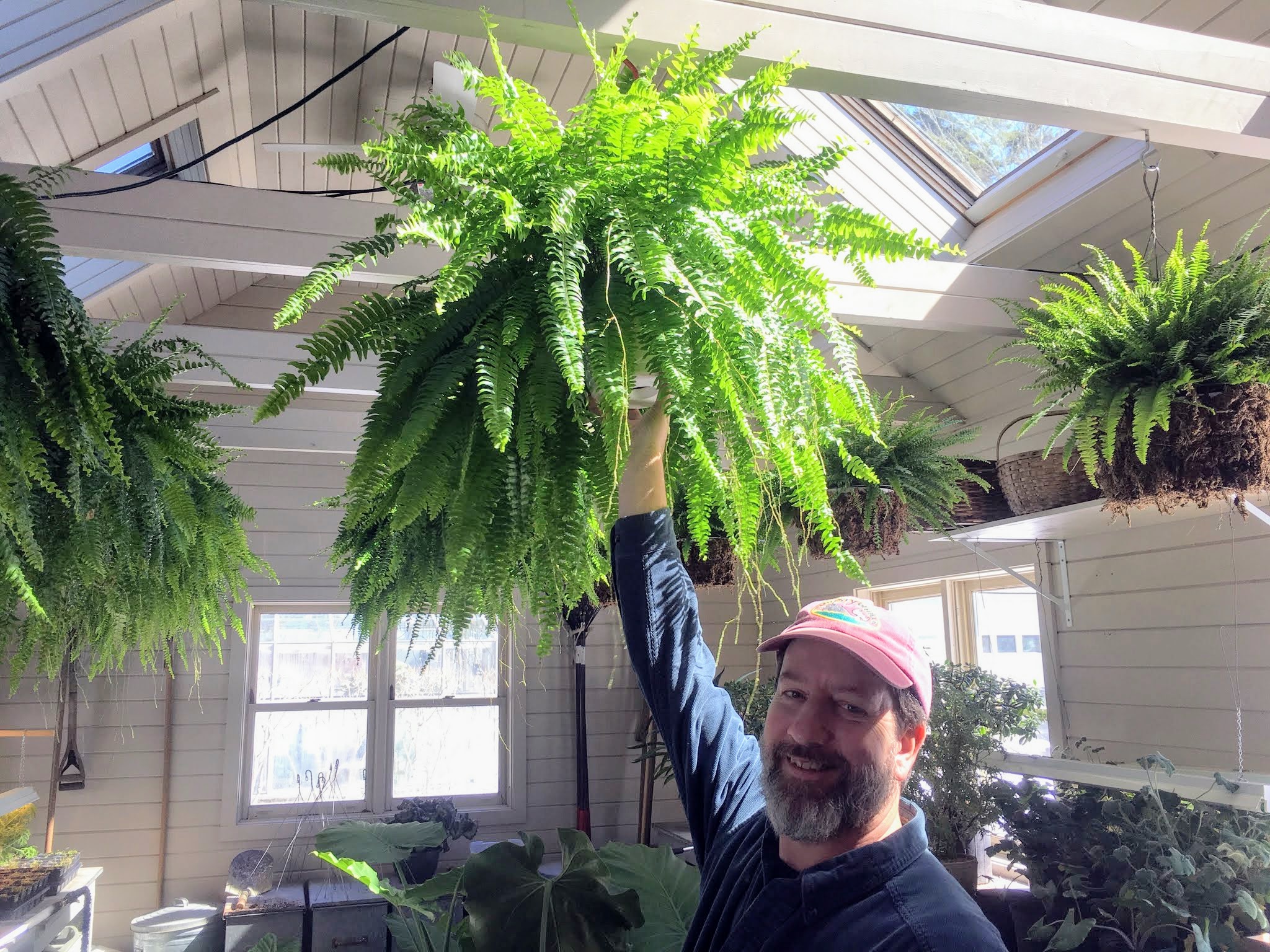 Hanging Potted Ferns