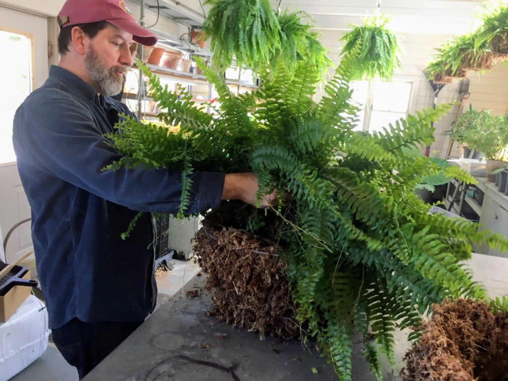 My Hanging Boston Ferns At Skylands - The Martha Stewart Blog