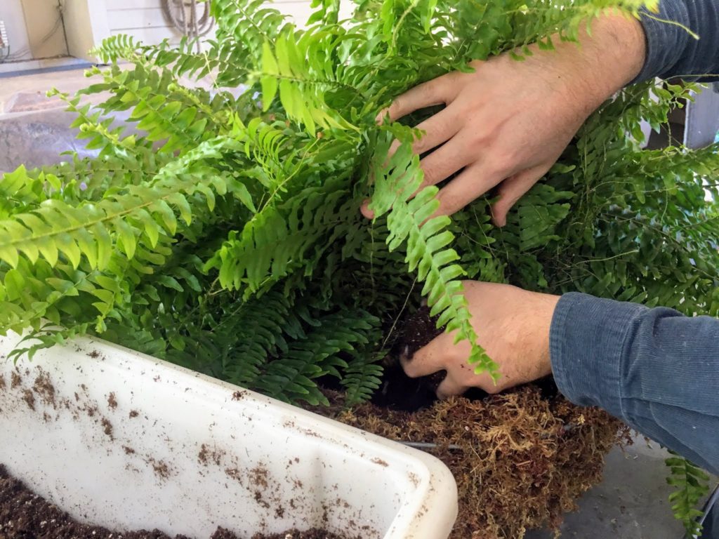 My Hanging Boston Ferns at Skylands The Martha Stewart Blog