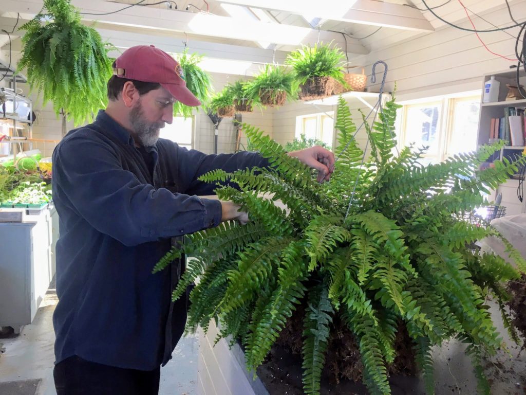 My Hanging Boston Ferns at Skylands The Martha Stewart Blog