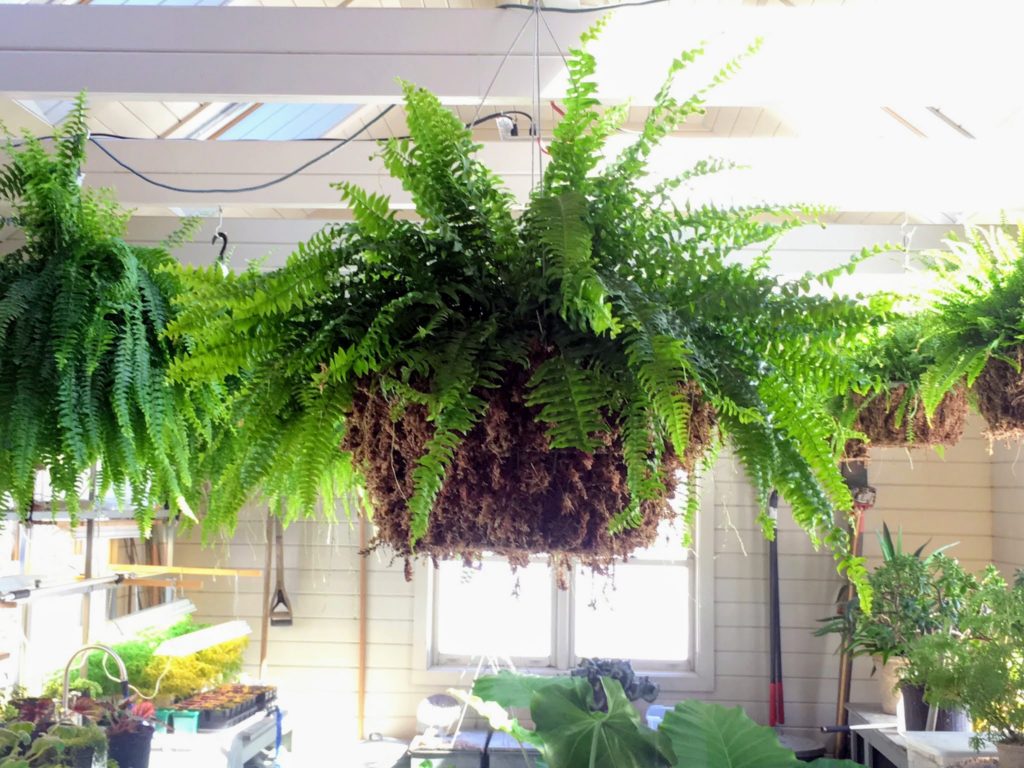 My Hanging Boston Ferns at Skylands - The Martha Stewart Blog