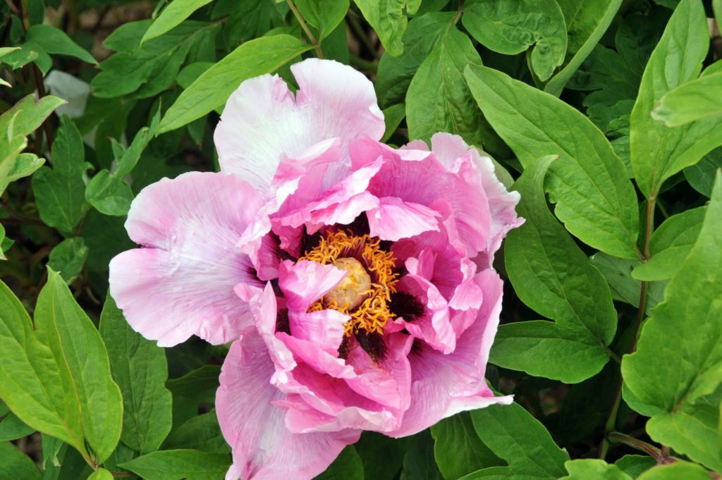 Planting Tree Peonies from Cricket Hill Garden - The Martha Stewart Blog