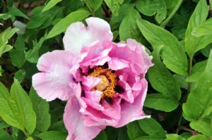 And this is peony seedling #1748. (Photo by Cricket Hill Garden)