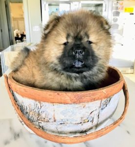 Here is Chin Chin - already modeling in a basket. She doesn't seem to mind at all.