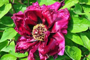 This is seedling #820. Tree peonies should be planted where it can get at least five to six hours of sun. (Photo by Cricket Hill Garden)