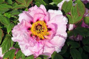 This is seedling #933. Tree peonies produce gigantic dinner-plate-sized flowers on plants that grow from three to seven-feet tall. (Photo by Cricket Hill Garden)