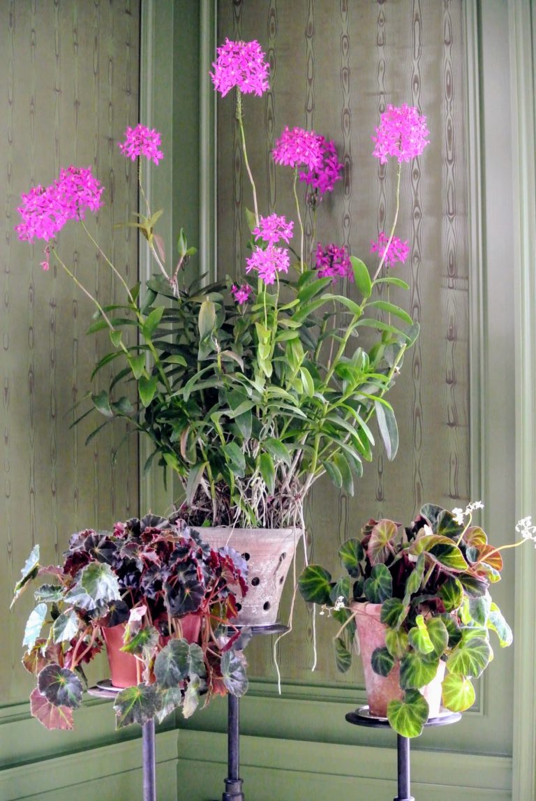 Decorating with Houseplants - The Martha Stewart Blog