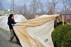 The burlap acts as a good wind barrier for any shrubs or plants which could be prone to wind damage and windburn. They also protect them from the cold and snow.