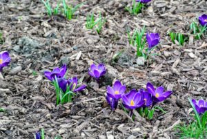 This patch of violet crocus naturalizing on the lawn near my Basket House is putting on quite a display this year.
