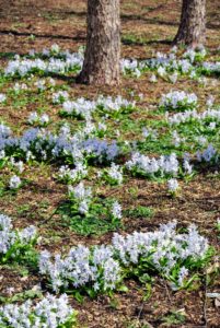 Each day, more and more flowers appear. Here are bunches of healthy scilla blooming in this bed outside my Tenant House. Scilla is a genus of about 50-80 bulb forming perennial herbs. The flowers come in a range of colors including white, blue, pink and shades of purple.