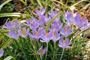 Crocus is among the first flowers to appear in spring, usually in shades of purple, yellow and white.
