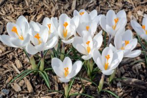 Here are some white crocuses. They only reach about two to four inches tall, but they naturalize easily, meaning they spread and come back year after year.
