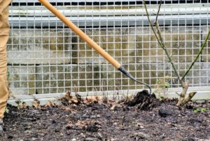 My garden is already filled with rich, nutrient-filled soil, so planting is easy - nearly three-quarters of the cutting garden fence will be filled with beautiful, fragrant sweet peas this summer.