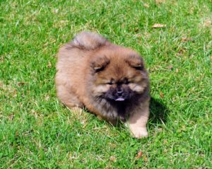 The Chow Chow has a very dense double coat. My puppy's coat is already thick and full, and so very fluffy like a lion.