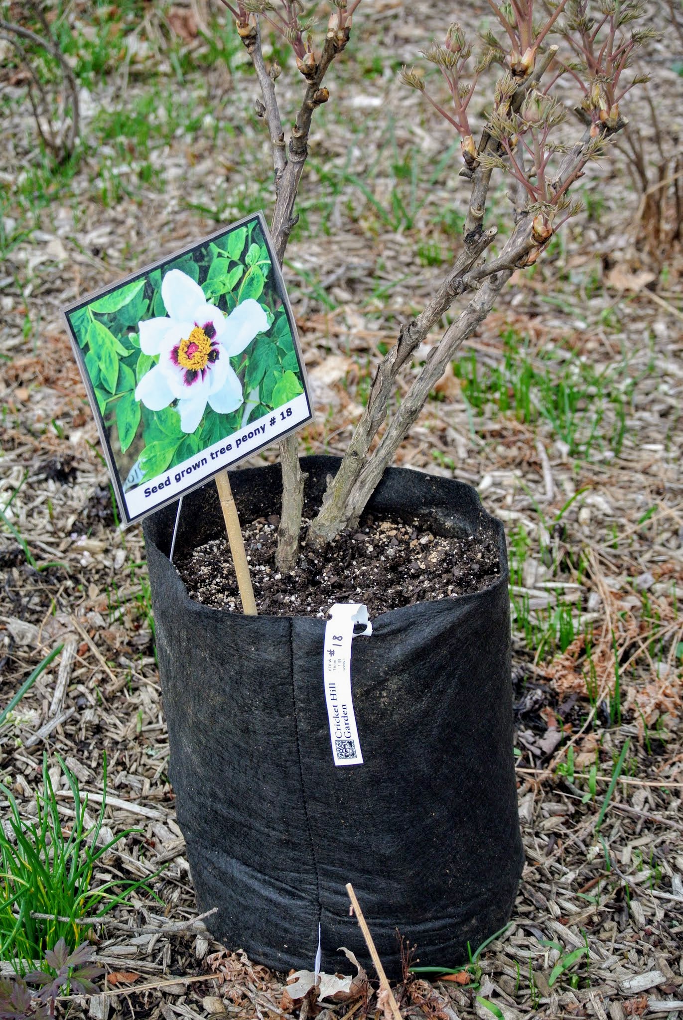 The Martha Stewart Blog Blog Archive Planting Tree Peonies