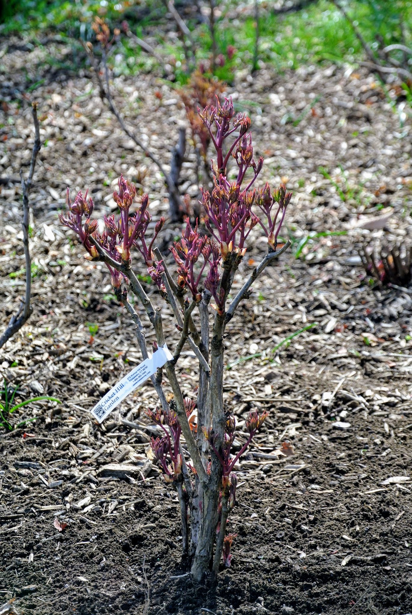 Herbaceous Peonies Vs Tree Peonies : Sakura Tucson