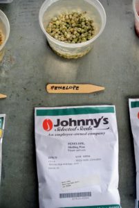 Many of our pea seeds are from Johnny's Selected Seeds. 'Penelope' has extra long fancy pods, with eight to nine peas per pod. They are very easy to shell and have very good eating quality. http://www.johnnyseeds.com/