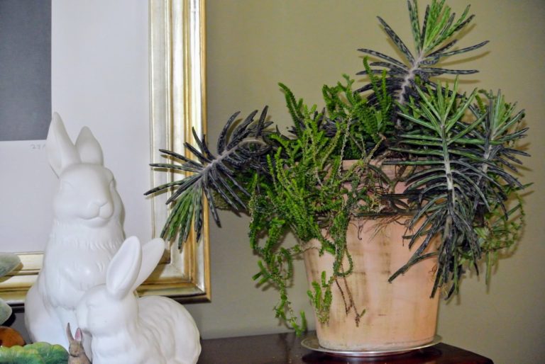 Decorating with Houseplants for Easter The Martha Stewart Blog