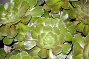 These are beautiful aeonium succulents. Aeoniums are one of the most ornamental of all the succulents. Also known as tree houseleeks, Aeonium is a genus of about 35 species of succulent, subtropical plants of the family Crassulaceae - I love the rosettes.