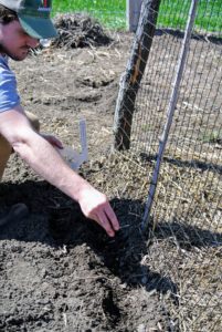 Drop the seeds into the furrow about one and a half to two-inches apart.