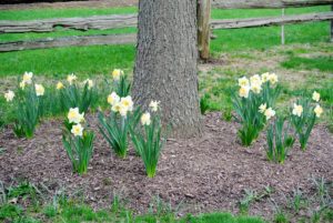 Narcissus bulbs follow an annual cycle, which includes the chilling time, flowering period, and a phase of rest and recuperation while the bulb gathers strength to produce a flower the next year. This period starts as soon as the flower fades.