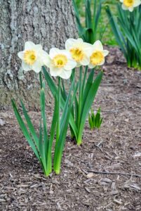 The daffodil is the 10th wedding anniversary flower. It accompanies tin and aluminum as the traditional gift. The gemstone for this special anniversary year is the diamond.