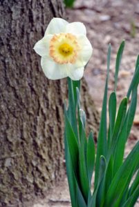 The blooms show the distinct perfectly formed three-inch white perianth surrounded by the pale, yellow cup.