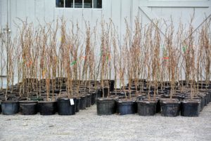 I am looking so forward to seeing all these trees thrive - you will love where they're finally planted. I will be sure to share photos!