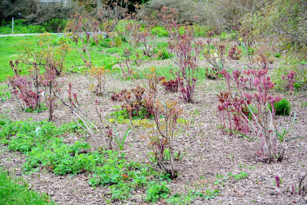 Planting Tree Peonies from Cricket Hill Garden The Martha Stewart Blog