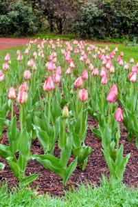 For formal gardens, it is better to replant new ones in the fall, as tulips do not always rebloom. This allows the Conservancy to change the colors and patterns of the garden beds.