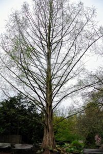 Not far from the tulip garden is this giant Metasequoia glyptostroboides, or dawn redwood. I also have dawn redwoods at my farm.