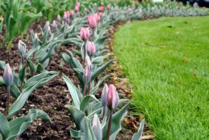 These tulips are just about to bloom - there are some tulips that are already blooming in my garden at Bedford.