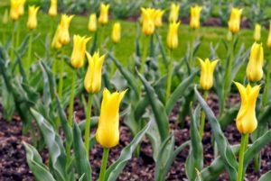 Here are some beautiful bright yellow tulips.