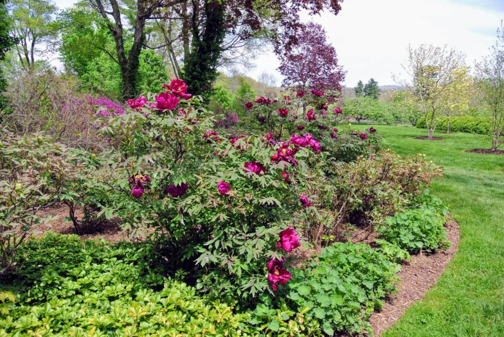 Planting Tree Peonies From Cricket Hill Garden - The Martha Stewart Blog