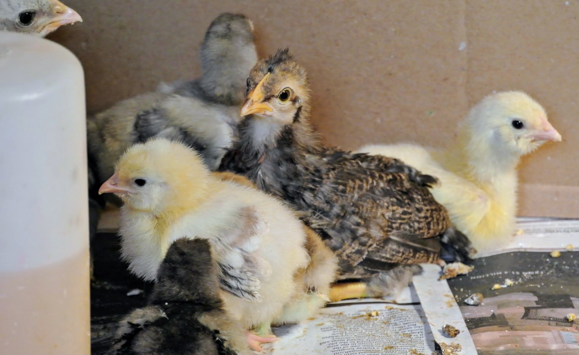 Chicks Arrive At My Bedford Farm The Martha Stewart Blog