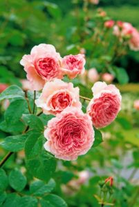 David Austin's 'James Galway' has perfectly-formed flowers that are warm pink. Each flower has approximately 130 petals and its fragrance is a medium-strength scent. (Photo courtesy of David Austin Roses)