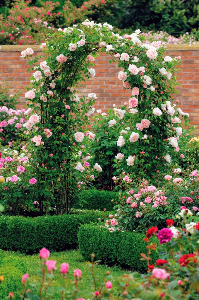 Planting David Austin Roses at My Farm - The Martha Stewart Blog