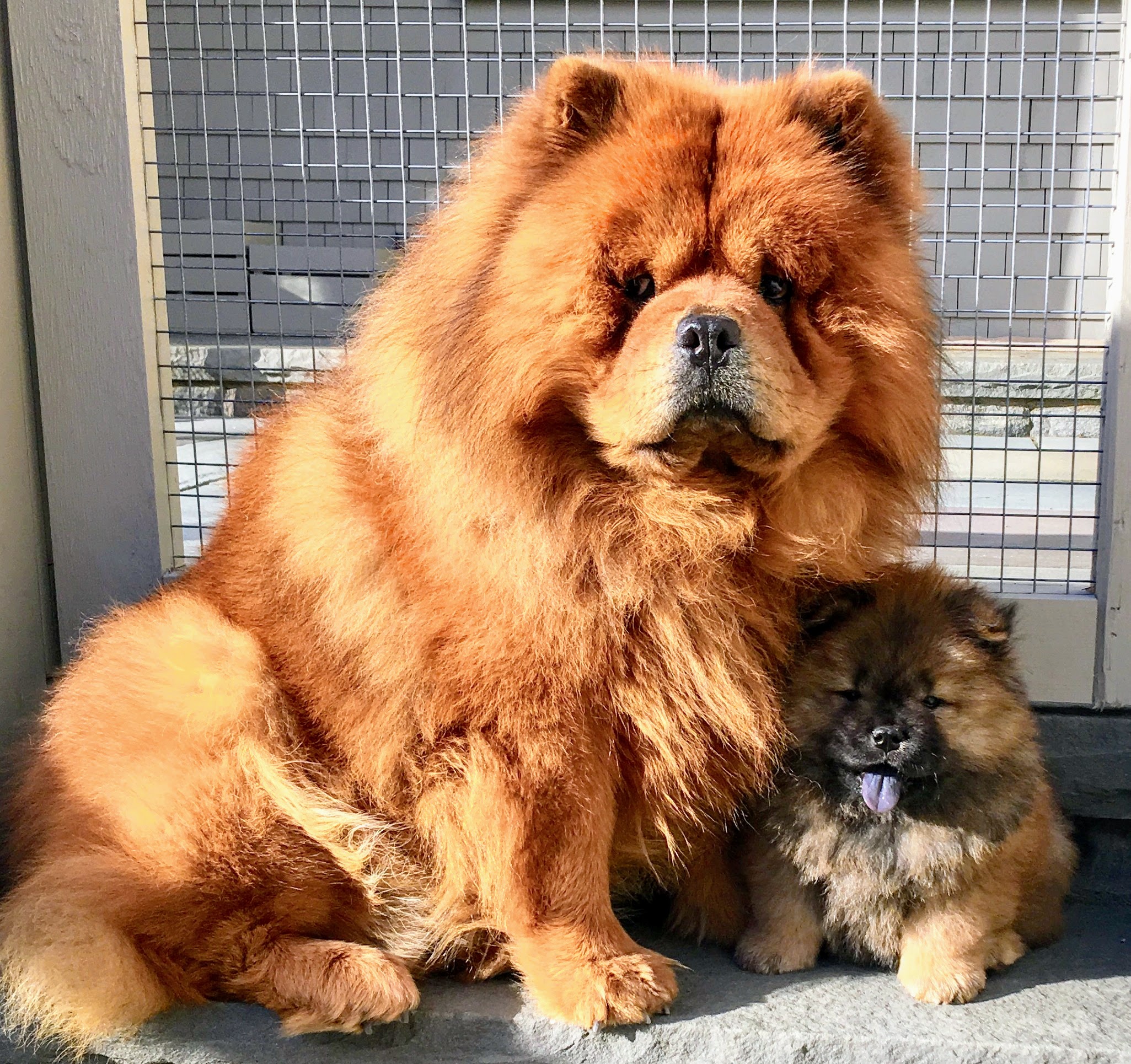 chow chow size