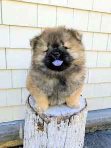 According to the breed's standard, the Chow Chow should have a broad skull, with triangular and erect ears, almond shaped eyes, a black nose, and the very distinctive solid blue-black tongue and lips.
