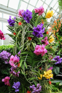 Vanda orchids come in an array of colors. Some are solid in color while others have a beautiful pattern. They typically bloom between spring and fall, but can bloom at any time of year.