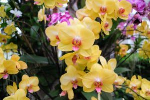 This moth orchid is Phalaenopsis Fuller's Sunset.