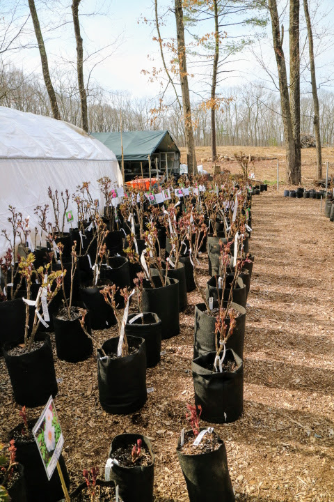 Planting Tree Peonies From Cricket Hill Garden The Martha Stewart Blog