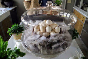 On the island in my servery - a nest of blown out eggs surrounded by smaller feathers dropped by one of my white peahens.