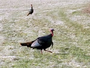 There are many wild turkeys - this hen was one of 10 walking about the farm with one Tom. Charles, a member of my security team, captured this photo.