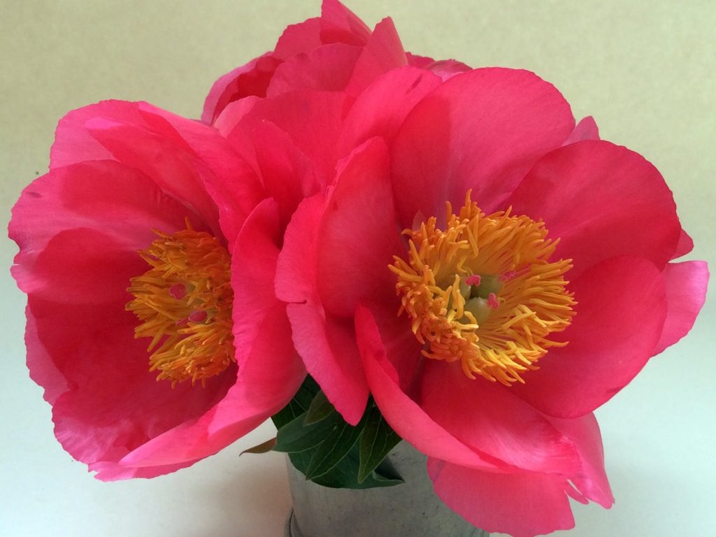 Planting Tree Peonies from Cricket Hill Garden The Martha Stewart Blog