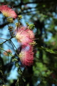 These are the flowers from Albizia 'E.H. Wilson', or mimosa. It is known for being cold hardy down to minus-15 degrees Fahrenheit and for its tropical foliage and pink silken blooms. (Photo by John Lewis)