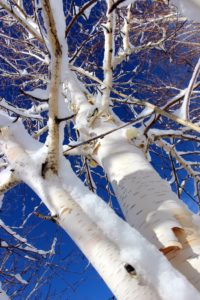 This is Betula jacquemontii, with its snow white bark. It has dark, almost blue foliage that turns a golden yellow color in fall. (Photo by John Lewis)