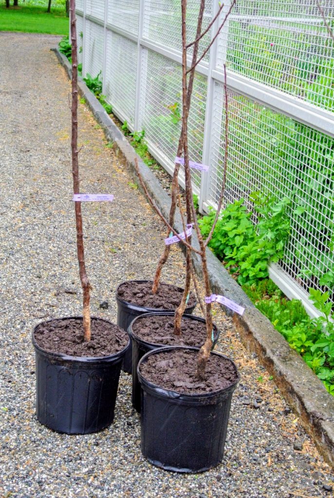 Fruit Trees from Fedco - The Martha Stewart Blog