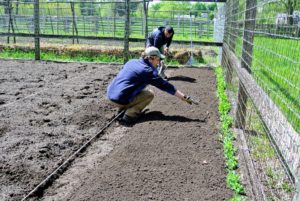 Ryan makes sure the width of each bed is just wide enough to grow two rows of vegetables and still reach them at harvest time. When building raised beds, be sure every part can be reached without standing on it. Let this be a number one "ground" rule - never step on the soil within raised beds.